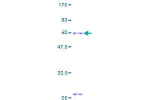 Cathepsin S Protein (CTSS) (AA 1-331) (GST tag)