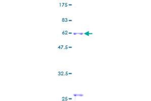 Cathepsin S Protein (CTSS) (AA 1-331) (GST tag)