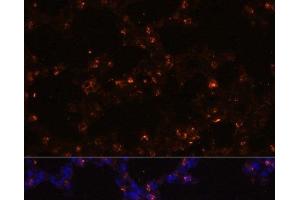 Immunofluorescence analysis of Mouse lung using SFTPC Polyclonal Antibody at dilution of 1:100 (40x lens). (Surfactant Protein C antibody)