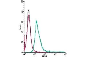 Cell surface detection of GPR132 by direct flow cytometry in live intact human Raji Burkitt's lymphoma B cells: + Rabbit IgG isotype control-FITC.