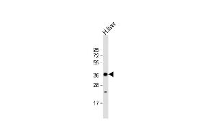 Anti-GRHPR Antibody (N-term) at 1:2000 dilution + human liver lysate Lysates/proteins at 20 μg per lane.
