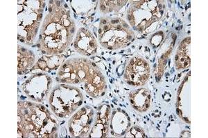 Immunohistochemical staining of paraffin-embedded Kidney tissue using anti-MSMB mouse monoclonal antibody. (MSMB antibody)
