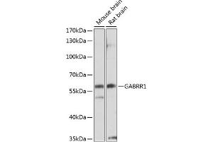 Western blot analysis of extracts of various cell lines, using G antibody (ABIN3017015, ABIN3017016, ABIN3017017 and ABIN6219923) at 1:1000 dilution. (GABRR1 antibody  (AA 1-80))