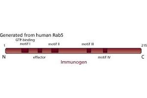 Image no. 3 for anti-RAB5A, Member RAS Oncogene Family (RAB5A) (AA 1-215) antibody (ABIN968139) (RAB5 antibody  (AA 1-215))