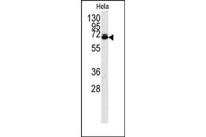 Image no. 1 for anti-Ubiquilin 2 (UBQLN2) (AA 28-57), (N-Term) antibody (ABIN357609) (Ubiquilin 2 antibody  (N-Term))
