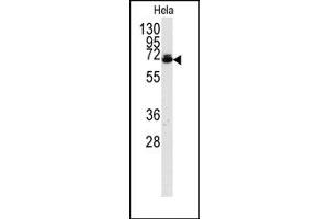 Image no. 1 for anti-Ubiquilin 2 (UBQLN2) (AA 28-57), (N-Term) antibody (ABIN357609) (Ubiquilin 2 antibody  (N-Term))
