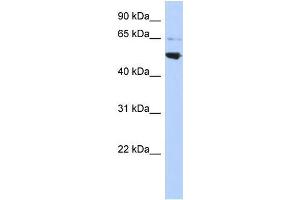Human HepG2; WB Suggested Anti-AP3M2 Antibody Titration: 0. (AP3M2 antibody  (Middle Region))