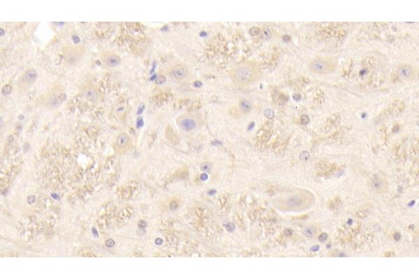 PMP22 antibody  (AA 1-64)