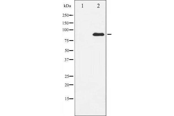 ATRIP antibody  (N-Term)