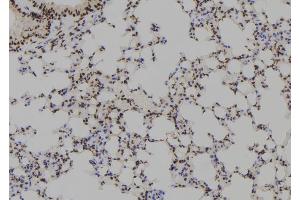 ABIN6279488 at 1/100 staining Mouse lung tissue by IHC-P. (HOXB1 antibody  (Internal Region))