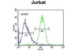 Flow cytometric analysis of Jurkat cells using SLFN12L Antibody (N-term) Cat. (SLFN12L antibody  (N-Term))