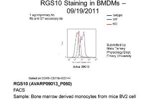 Image no. 2 for anti-Regulator of G-Protein Signaling 10 (RGS10) (Middle Region) antibody (ABIN2792213) (RGS10 antibody  (Middle Region))