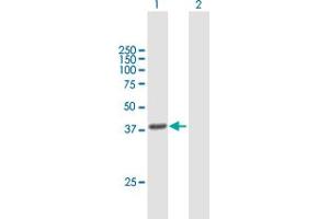 Western Blot analysis of HSD3B1 expression in transfected 293T cell line by HSD3B1 MaxPab polyclonal antibody. (HSD3B1 antibody  (AA 1-373))
