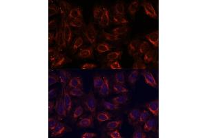 Immunofluorescence analysis of U-2 OS cells using SCGB3A2 antibody (ABIN6147429) at dilution of 1:100. (SCGB3A2 antibody  (AA 1-93))