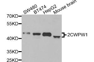 Western blot analysis of extracts of various cell lines, using ZCWPW1 antibody (ABIN5974457) at 1/1000 dilution. (ZCWPW1 antibody)