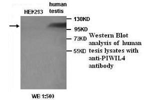 Image no. 1 for anti-Piwi-Like 4 (PIWIL4) antibody (ABIN790893) (PIWIL4 antibody)