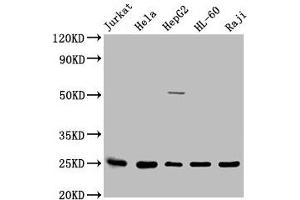 Western Blot Positive WB detected in: Jurkat whole cell lysate, Hela whole cell lysate, HepG2 whole cell lysate, HL60 whole cell lysate, Raji whole cell lysate All lanes: HMGB1 antibody at 1:2500 Secondary Goat polyclonal to rabbit IgG at 1/50000 dilution Predicted band size: 25 kDa Observed band size: 25 kDa (HMGB1 antibody  (AA 8-179))