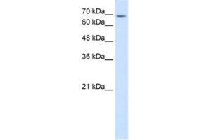Western Blotting (WB) image for anti-Ubiquitin Specific Peptidase 48 (USP48) antibody (ABIN2463985) (USP48 antibody)