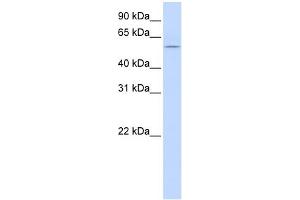 WB Suggested Anti-HBP1 Antibody Titration:  0. (HBP1 antibody  (Middle Region))