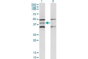 Western Blot analysis of DAP3 expression in transfected 293T cell line by DAP3 monoclonal antibody (M01), clone 3B7.