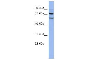 FOXRED1 antibody used at 1 ug/ml to detect target protein. (FOXRED1 antibody  (N-Term))