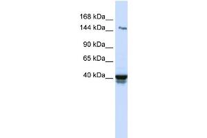 WB Suggested Anti-IGSF9 Antibody Titration:  0. (IGSF9 antibody  (N-Term))