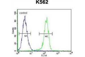 Flow cytometric analysis of K562 cells (right histogram) compared to a negative control cell (left histogram) using MYO19 Antibody , followed by FITC-conjugated goat-anti-rabbit secondary antibodies. (Myosin XIX antibody  (Middle Region))