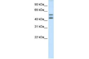 WB Suggested Anti-IRF5 Antibody Titration:  0. (IRF5 antibody  (N-Term))