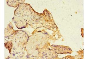 Immunohistochemistry of paraffin-embedded human placenta tissue using ABIN7169562 at dilution of 1:100 (SIGLEC6 antibody  (AA 76-269))