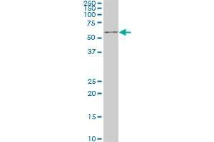 IRX3 monoclonal antibody (M03), clone 3D8. (IRX3 antibody  (AA 182-285))