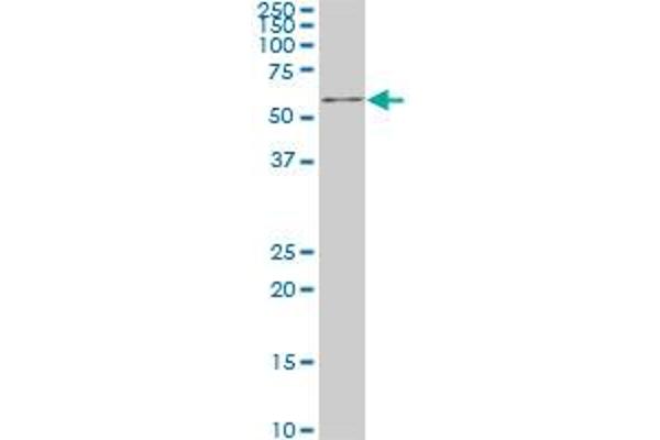 IRX3 antibody  (AA 182-285)