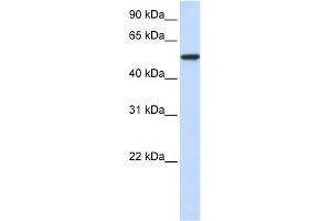 WB Suggested Anti-KPNA3 Antibody Titration: 0.