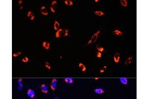 Immunofluorescence (IF) image for anti-Mitochondrial Import Receptor Subunit TOM20 homolog (TOMM20) antibody (ABIN7259444)