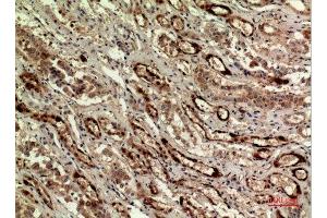 Immunohistochemistry (IHC) analysis of paraffin-embedded Human Kidney, antibody was diluted at 1:100. (IDH1 antibody  (N-Term))