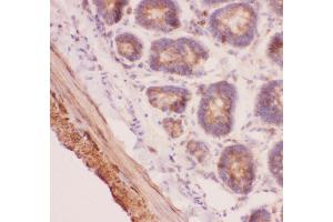 Anti-Angiopoietin 2 Picoband antibody,  IHC(P): Rat Intestine Tissue (Angiopoietin 2 antibody  (AA 19-348))