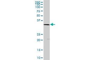 PLSCR1 MaxPab rabbit polyclonal antibody. (PLSCR1 antibody  (AA 1-318))