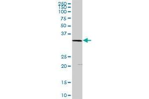 PLSCR1 MaxPab rabbit polyclonal antibody. (PLSCR1 antibody  (AA 1-318))