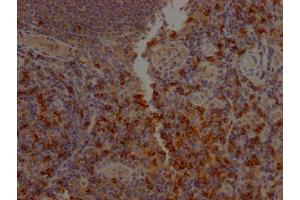 IHC image of ABIN7127409 diluted at 1:100 and staining in paraffin-embedded human tonsil tissue performed on a Leica BondTM system. (Recombinant CD8 alpha antibody)