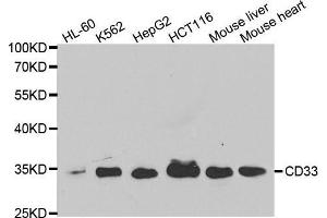 Western blot analysis of extracts of various cell lines, using CD33 antibody. (CD33 antibody  (AA 49-259))