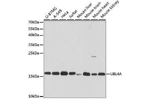 Western blot analysis of extracts of various cell lines, using UBL4A antibody. (UBL4A antibody  (AA 1-157))