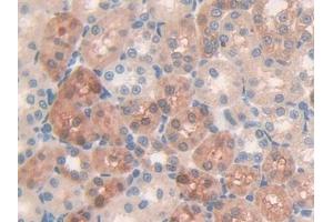 DAB staining on IHC-P; Samples: Rat Kidney Tissue (MUC5B antibody  (AA 3667-3771))