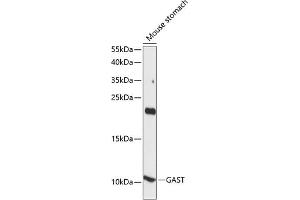 Western blot analysis of extracts of mouse stomach, using GAST antibody (ABIN7267354) at 1:1000 dilution. (Gastrin antibody  (AA 1-100))