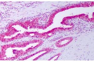 Anti-TIMP1 antibody IHC staining of human prostate, epithelium. (TIMP1 antibody)