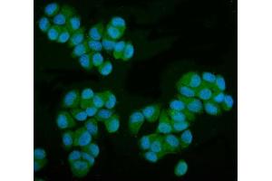 IF analysis of MPI using anti-MPI antibody (ABIN7600514). (MPI antibody  (AA 2-99))