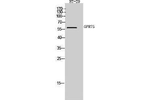 Western Blotting (WB) image for anti-G Protein-Coupled Receptor 75 (GPR75) (C-Term) antibody (ABIN3184909) (GPR75 antibody  (C-Term))