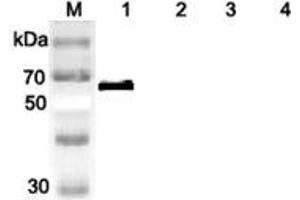 Western blot analysis of human DLL1 using anti-DLL1 (human), pAb  at 1:2,000 dilution.