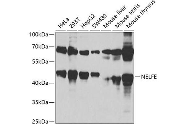 RDBP antibody  (AA 1-280)