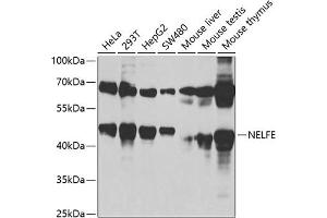 Western blot analysis of extracts of various cell lines, using NELFE antibody (ABIN6127278, ABIN6144526, ABIN6144528 and ABIN6220173) at 1:1000 dilution.