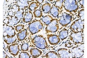ABIN6261072 and ABIN6266637 at 1/100 staining Rat stomach tissue by IHC-P.