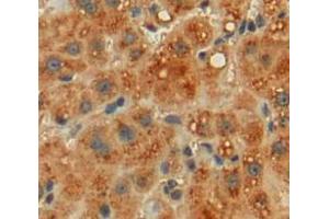 Figure. (Haptoglobin antibody  (AA 125-297))